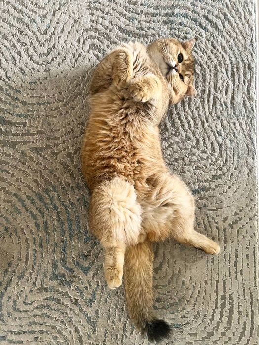 Shatl Scottish Fold mushuk кошка кот