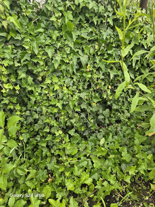 Butasi Iedera (Hedera Helix) cu radacina pentru gard viu, 20-50 cm