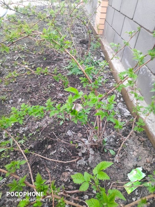 Отростки малины ремонтантные