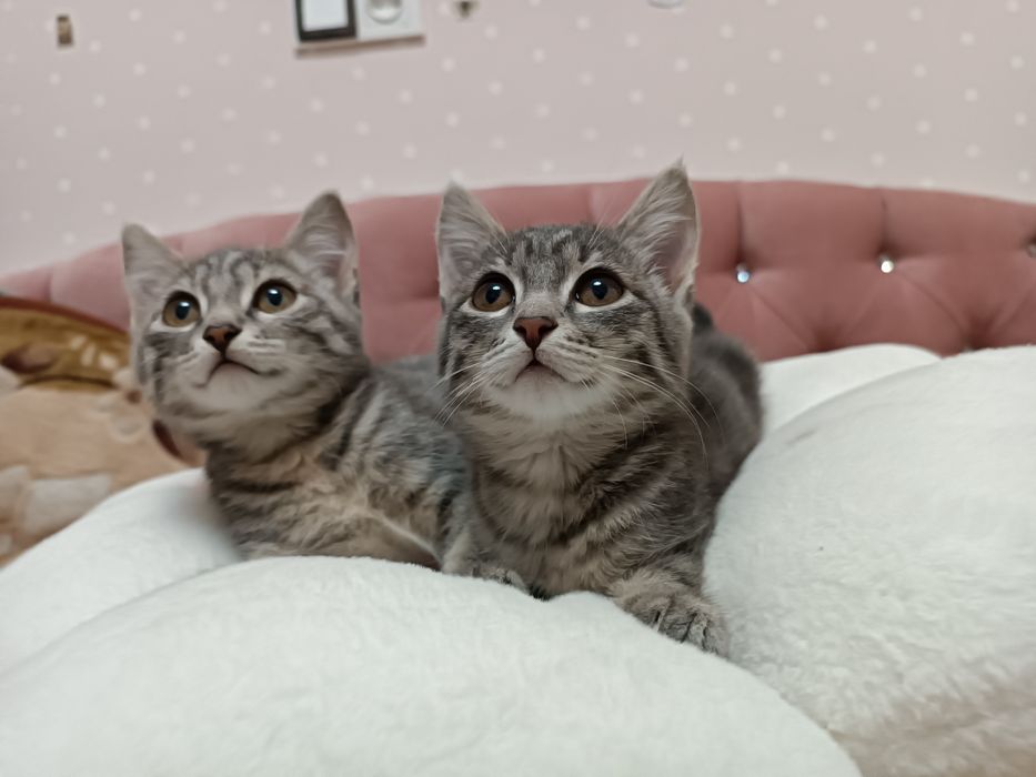 Котенок ищет дом