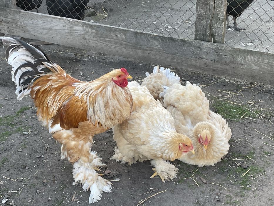 Familie de găini Brahma Lemon