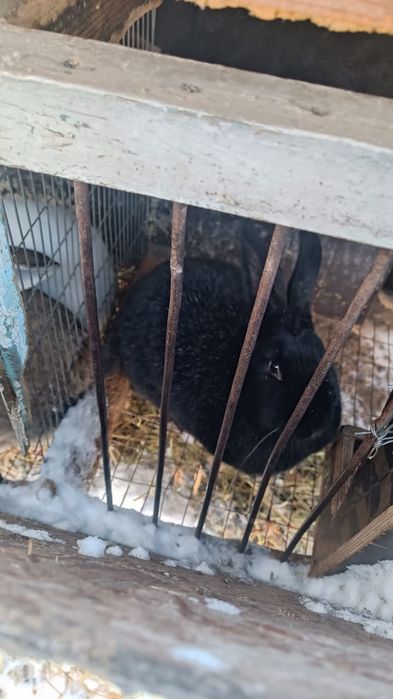 продам кроликов ,6 месяцев