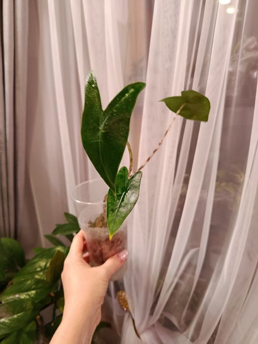 Продам комнатные цветы