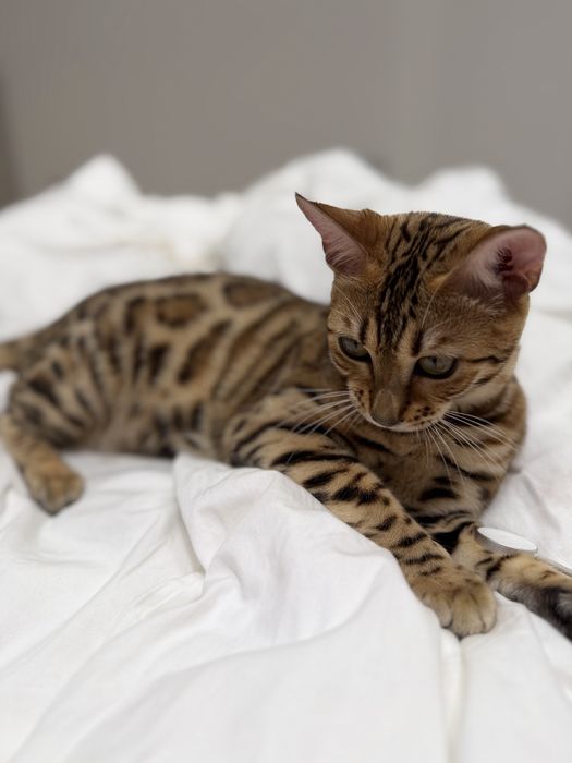 Бенгальский котенок