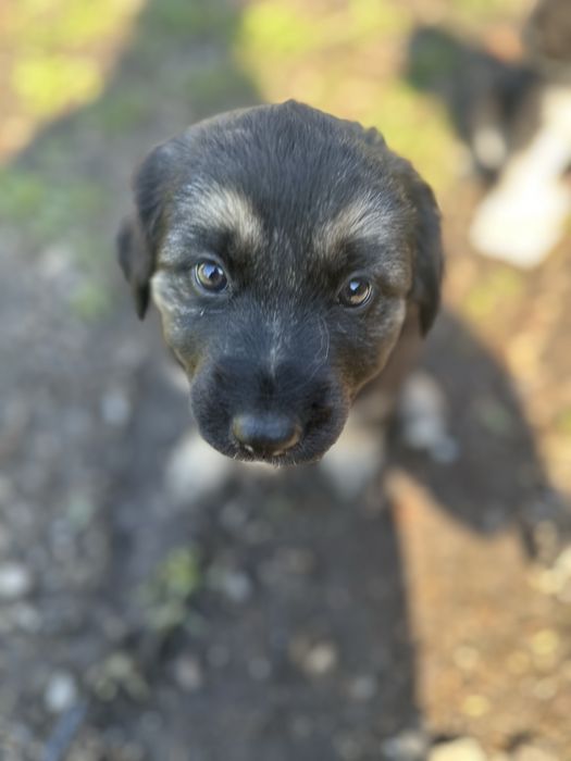 Donez catei metis de ciobanesc german