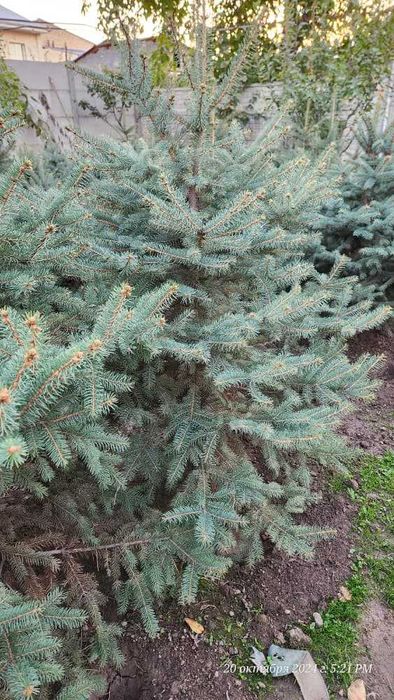 Спешите! Нужно пересаживать ель ЗИМОЙ а не ВЕСНОЙ