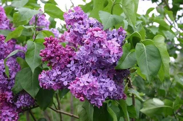 Liliac rosu batut ,alb, roz mov purpuriu syringa floare batuta galbena
