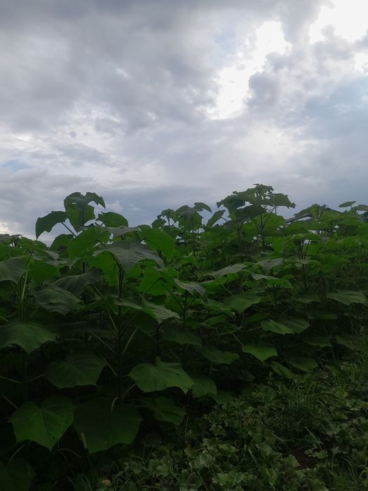 Пауловния. Висококачествени фиданки