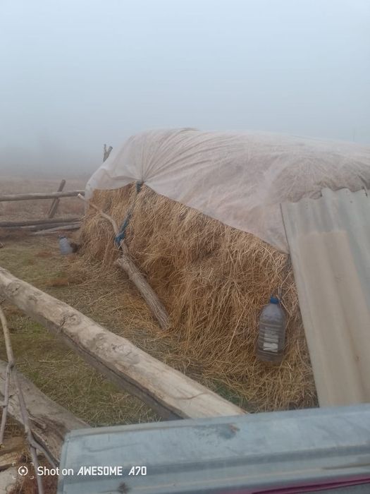 Сатылады Шөп Жоңышқа мен аралас