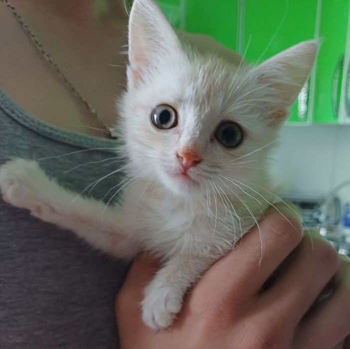 Отдам котёнка в добрые руки