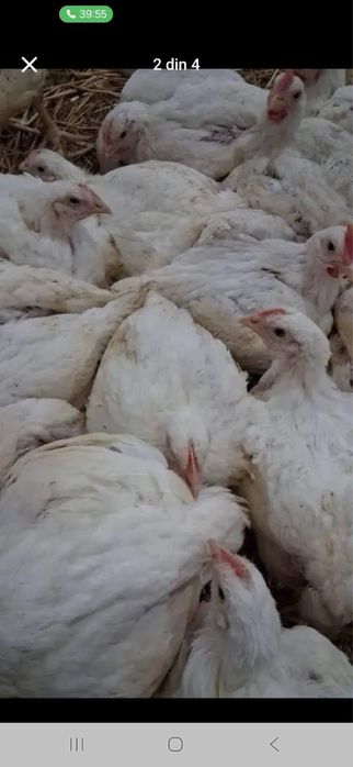 Rasă Mixtă Alb Carne