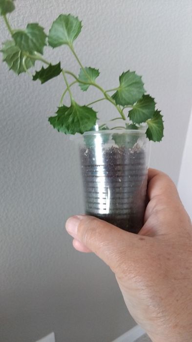 Продам комнатные растения