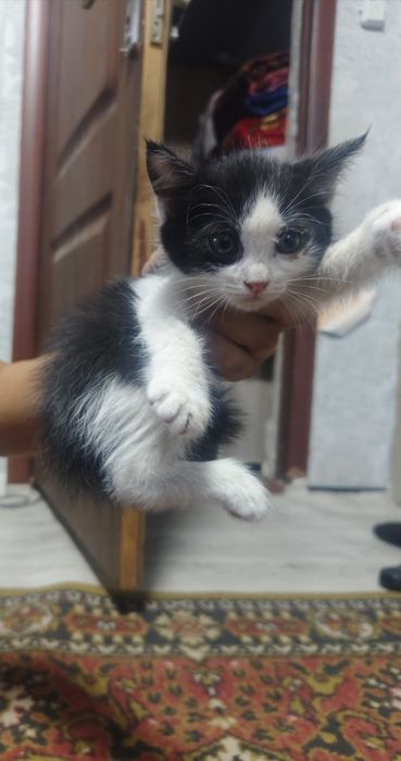 Бесплатно отдам котят в хорошие руки