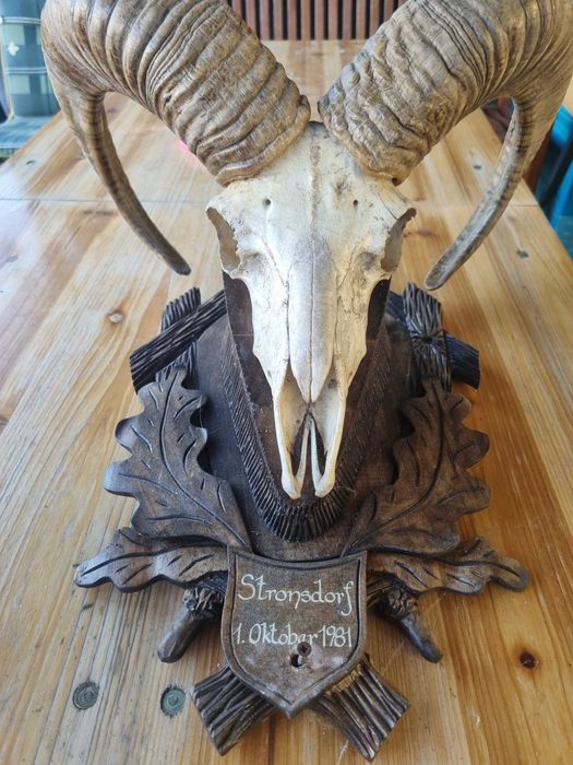 Trofeu cap si coarne de tap