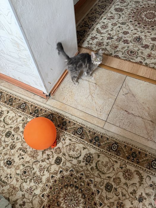 Котенок 4 месяца