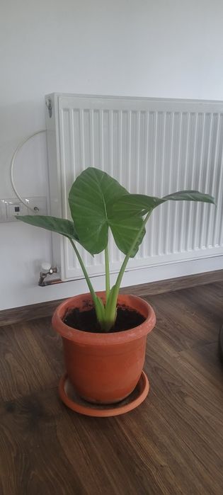 Floare / Planta Alocasia Macrorrhiza (Ureche de elefant)