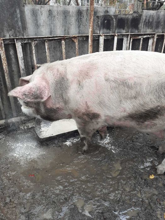 Продавам Прасета