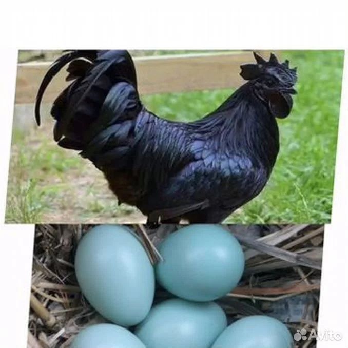 Кора ухайюль товуклари ва тухумлари сотилади.