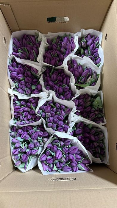 Тюльпаны Доставка
