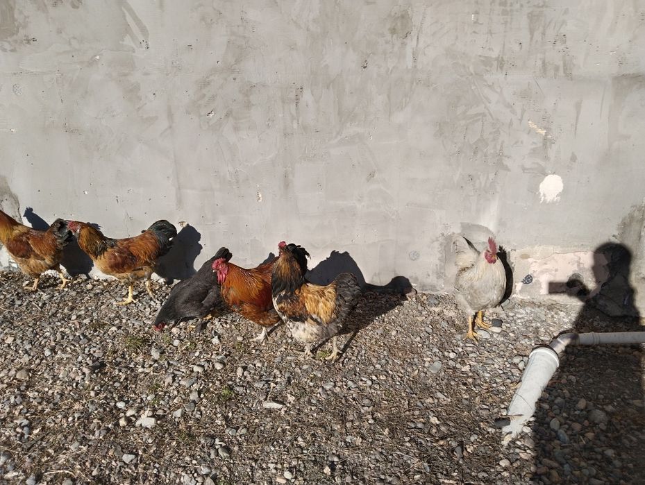 Продам молодых петухов