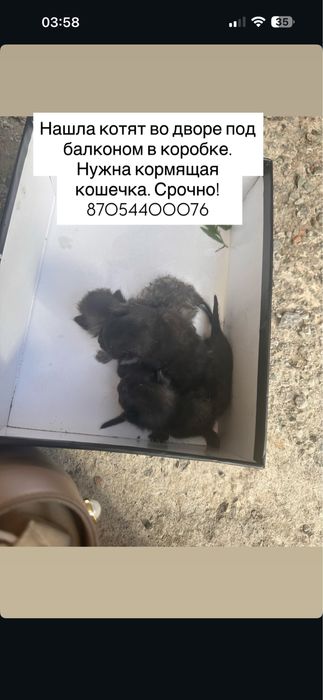 Отдам котят в добрые руки