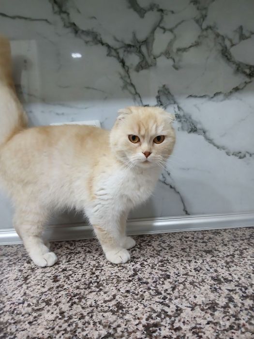 Scottish Flod mushugi