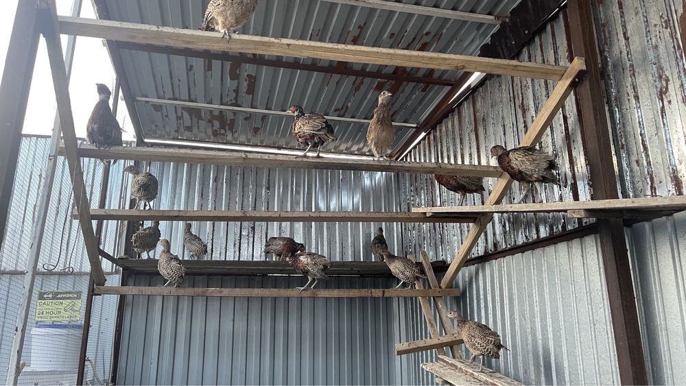 Кыргауыл сатылады