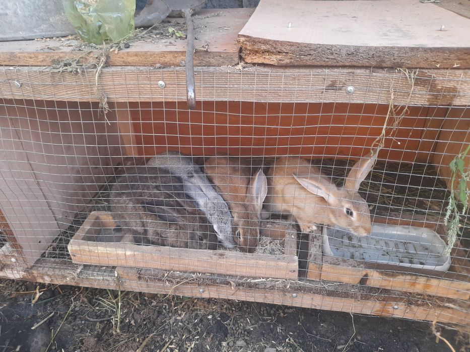 Продам крольчат.