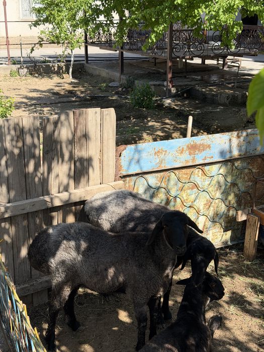 Қошқарлар срочно сатылады