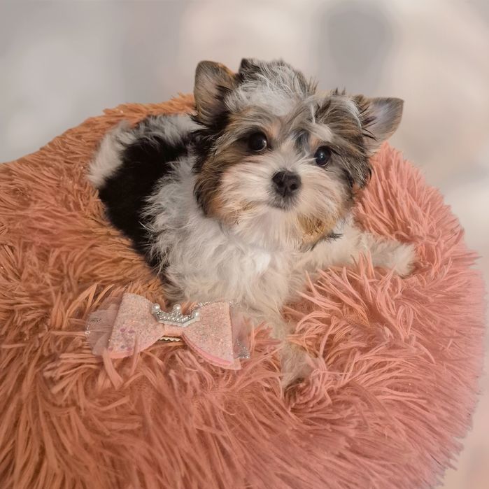 Biewer yorkshire terrier femela!