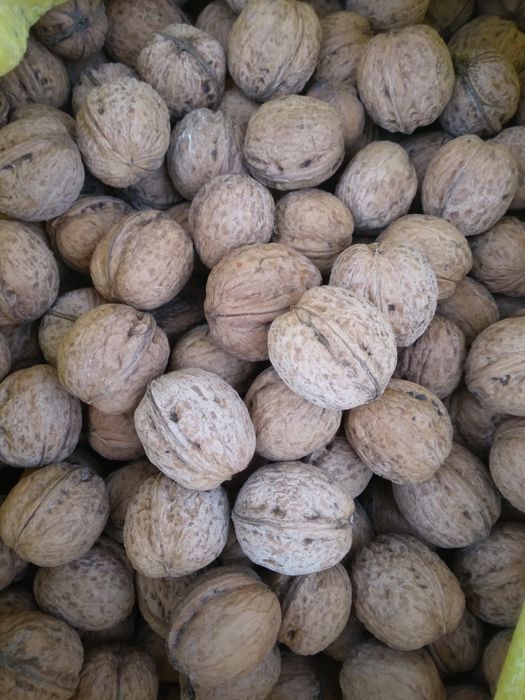 Vând nuci in coajă la 10 lei kg trimit prin posta