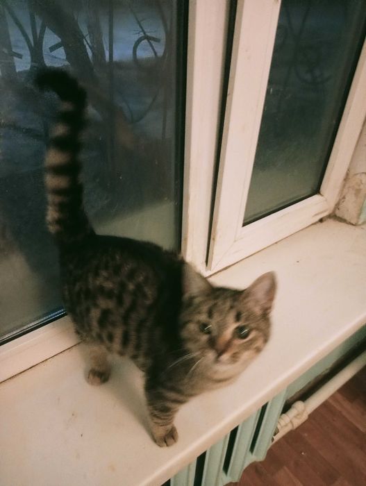 Отдам котенка в добрые руки