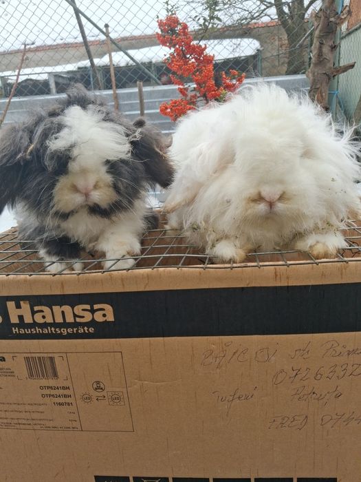 Vănd iepuri angora