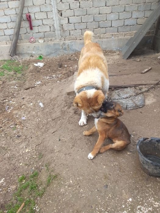 Qozoqi alabay  va xatika sotiladi.