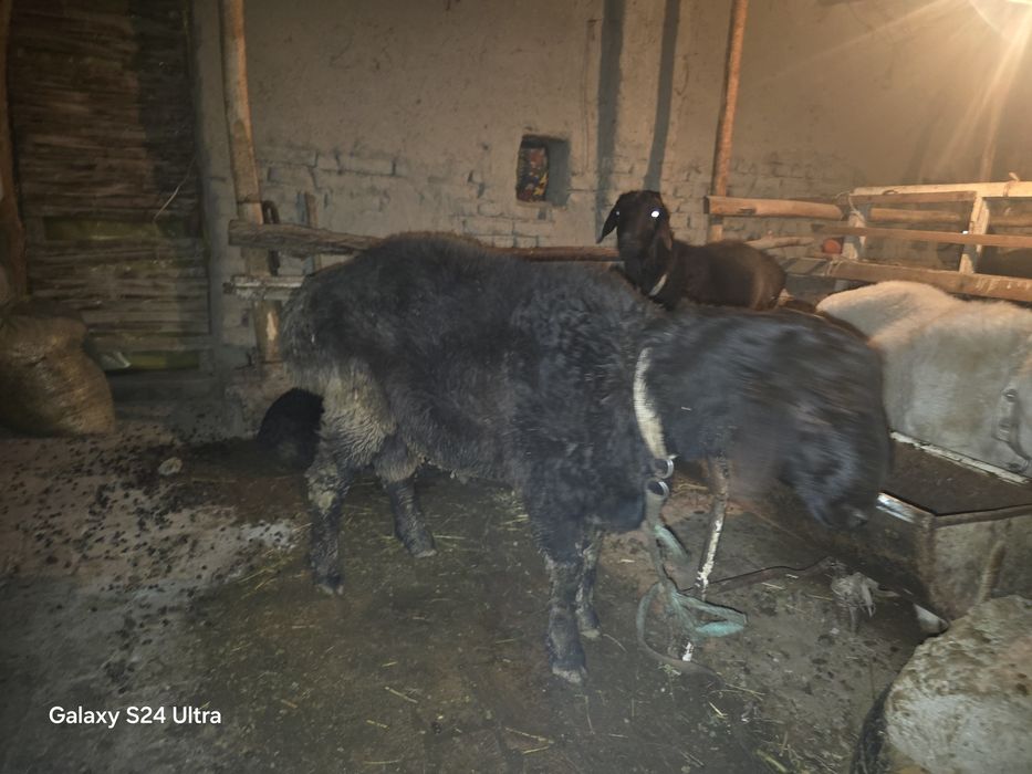 Кучкор баррала сотилади