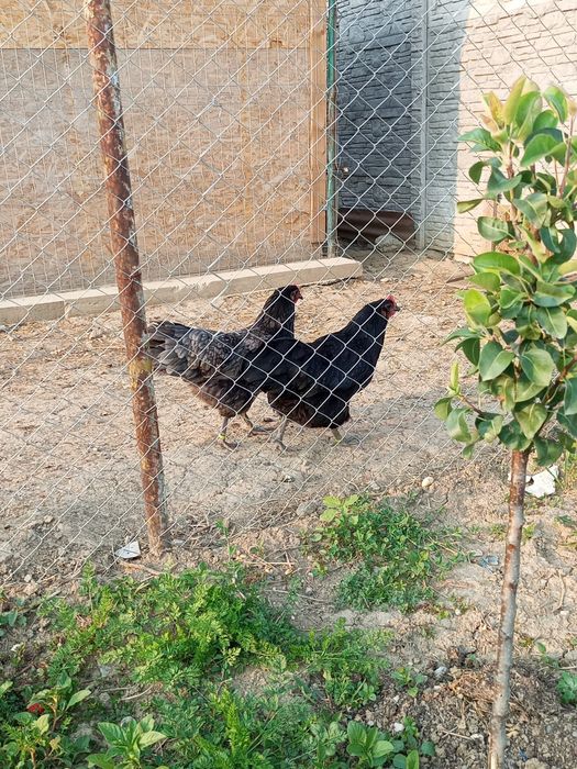 Gaini Australorp