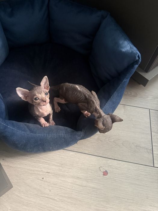 Котята канадского свинкса