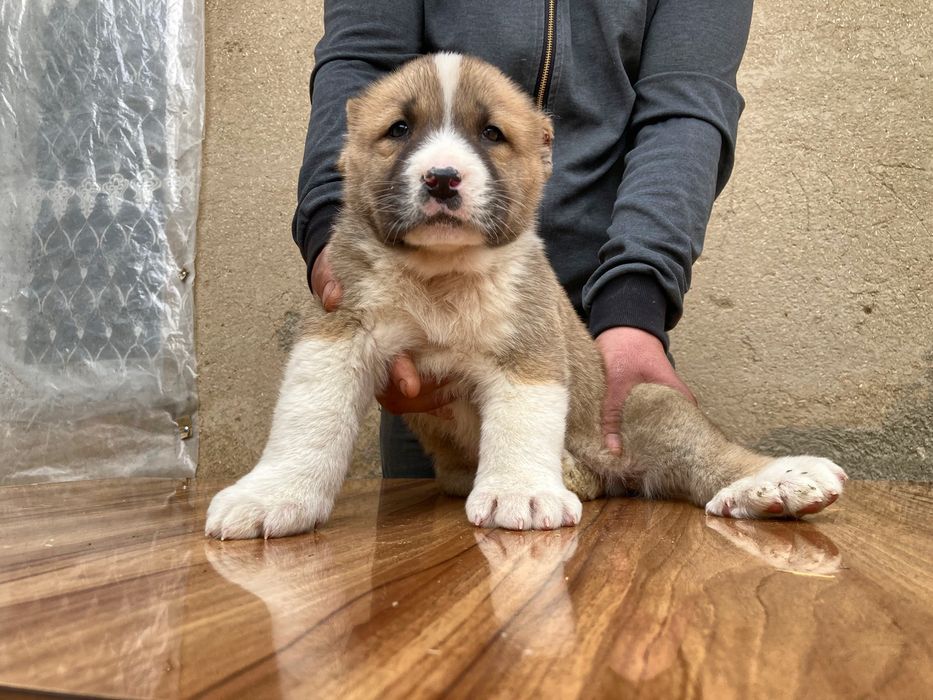 Щенок Туркменского Алабая ( чистокровный )