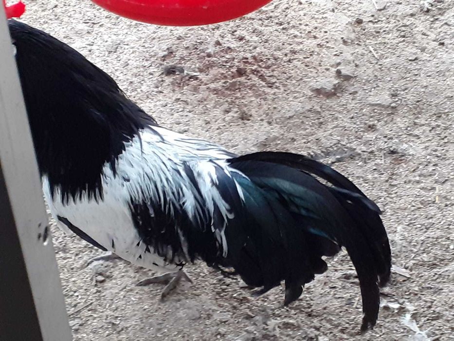 Vand cocos Lakenvelder