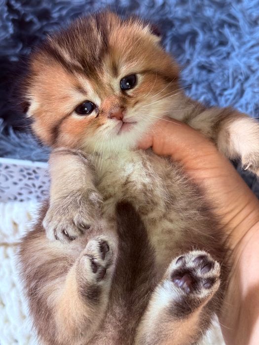 Скоттиш фолд чистокровные