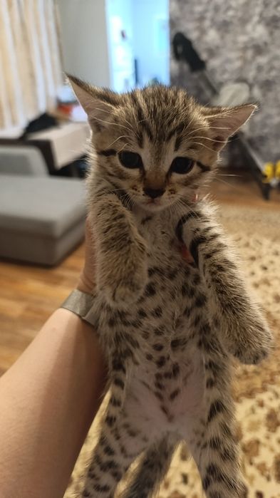 Отдам котенка мальчика