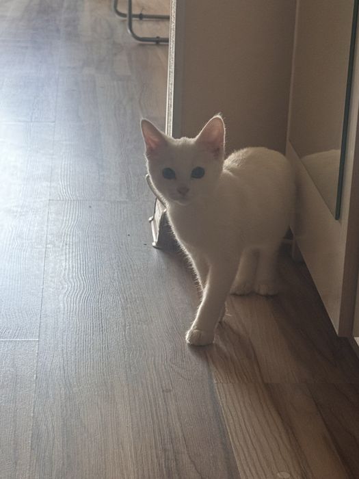 Отдам котенка в добрые руки