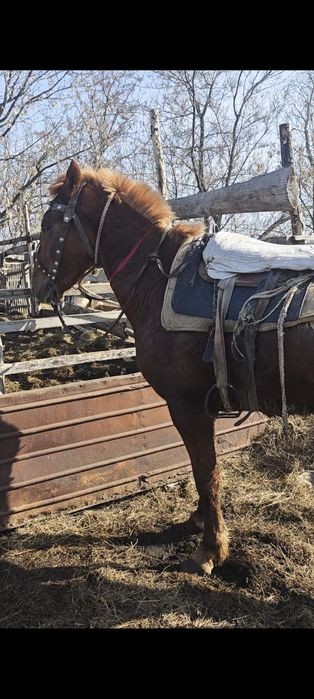 Продам или обменяю жеребца