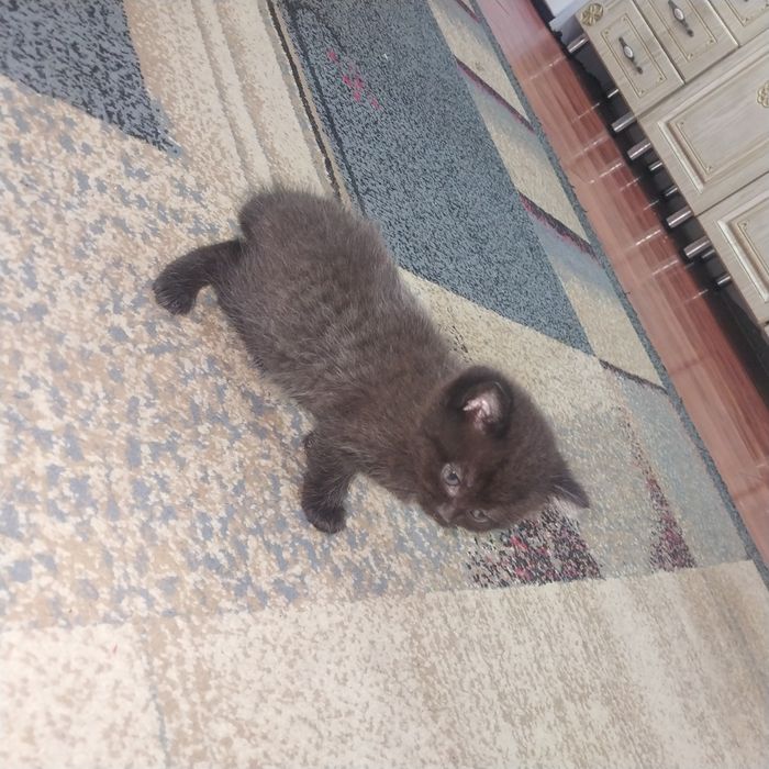 Катенки отдам даром