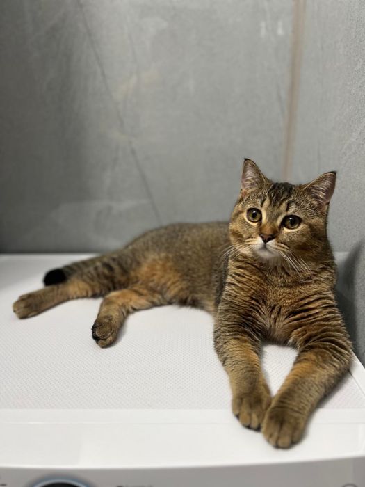 Котик ищет кошечку