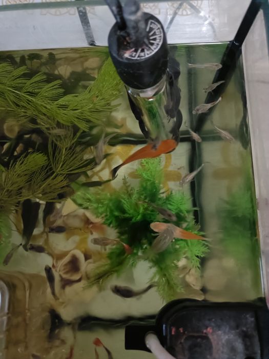 Продам аквариумных рыб гуппи