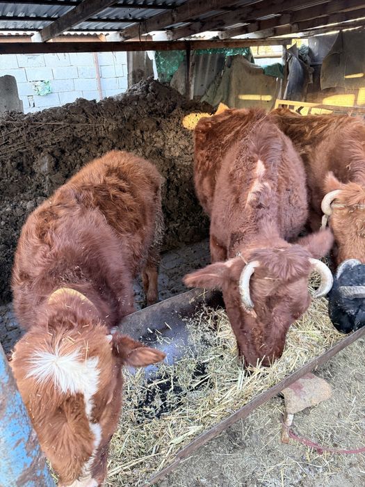 Mollar soglom yeyishi zor