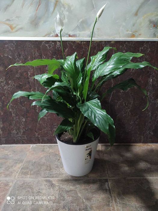 Комнатные цветы для подарка Спатифилиум - женская счастья