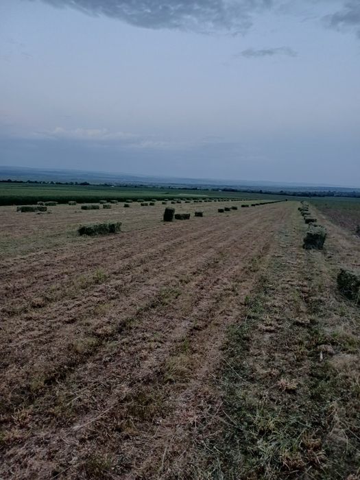 Baloti lucerna curata si  iarba cu lucerna