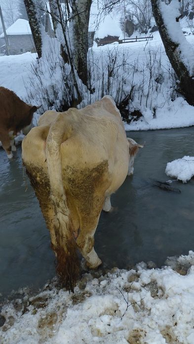 Vând vacă cu lapte, gestantă